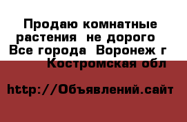 Продаю комнатные растения  не дорого - Все города, Воронеж г.  »    . Костромская обл.